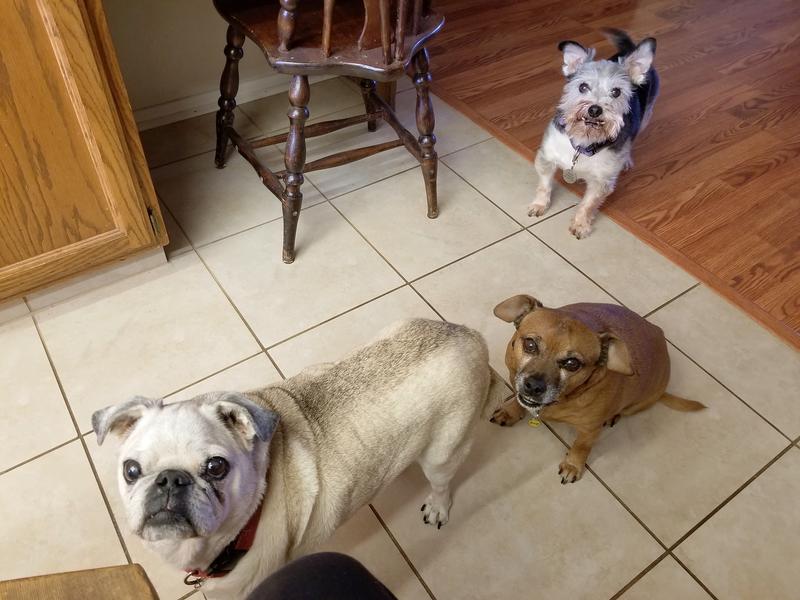 The Morning Dogs - Waiting for Treats