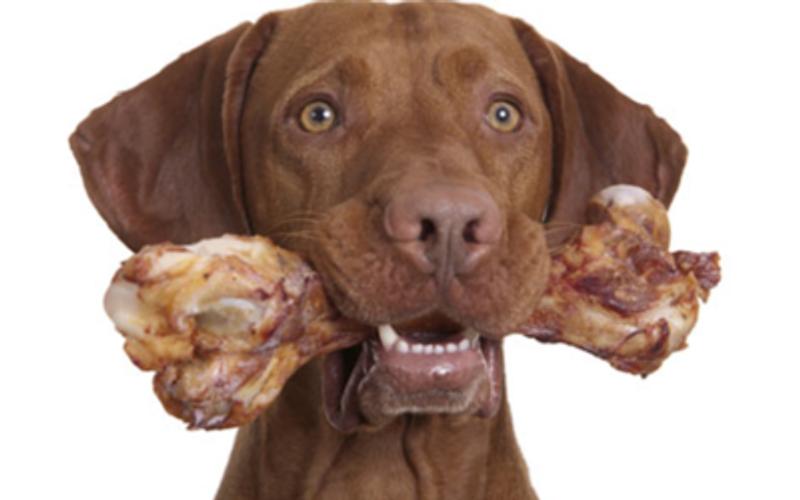 Bone shards in the belly n bowel