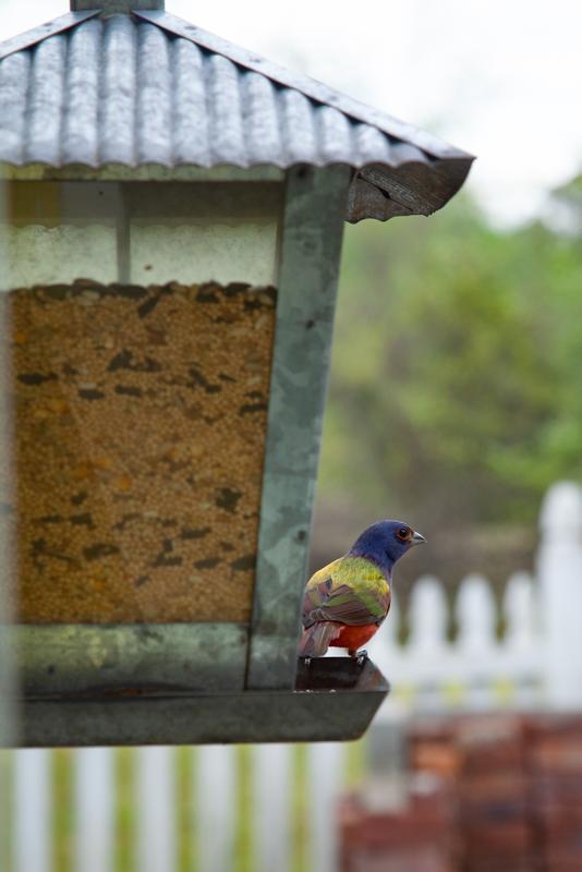 Painted Bunting
