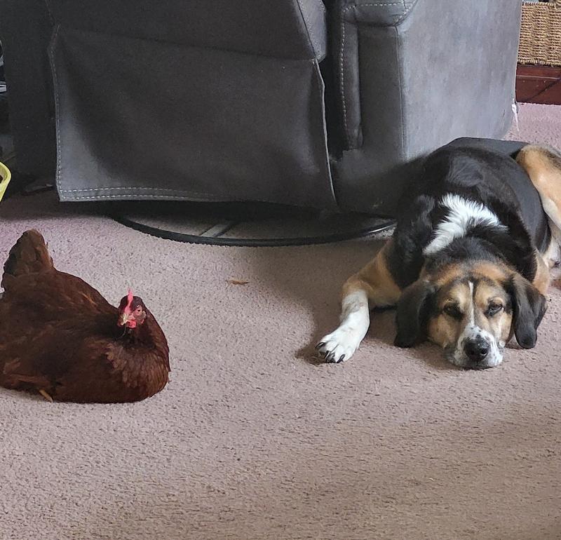 Waiting for dinner