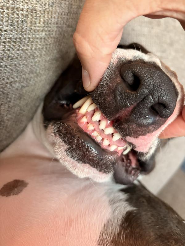 Clean teeth from playing with rope toys