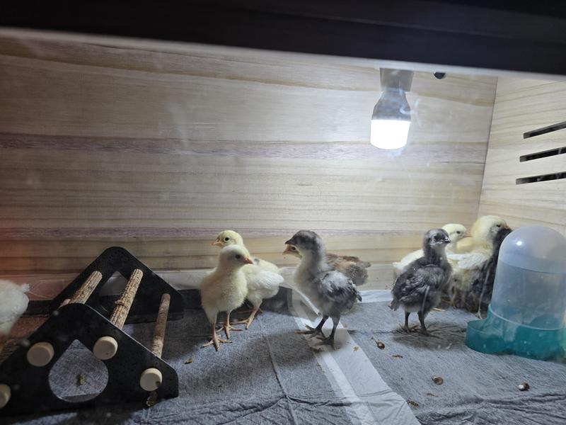 happy birds