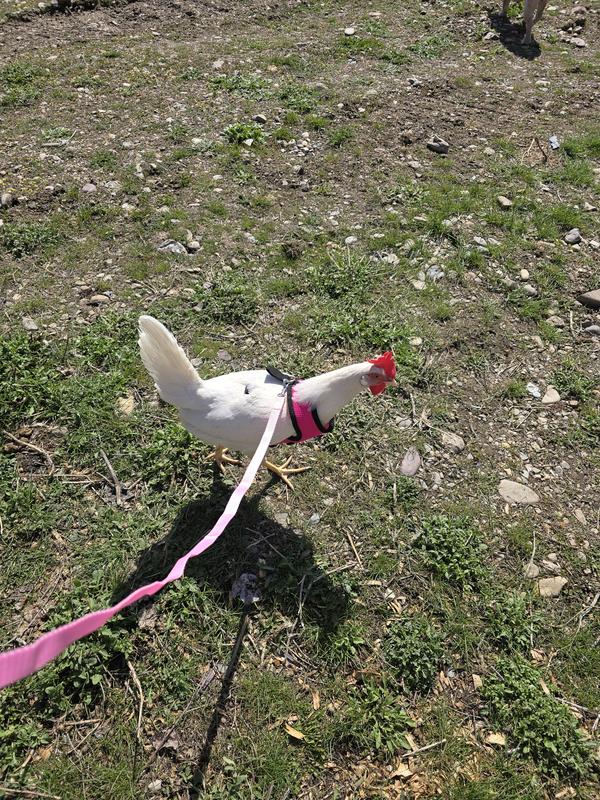 Happy hens