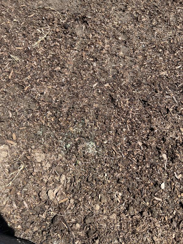 You could still see the grass seeds, but nothing grew. I see it in April and still waiting for it grow