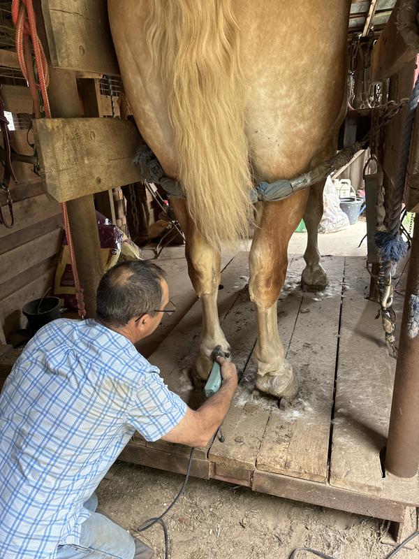 Trimming REX a Belgian draft horse for a horse pull contest on Sunday at the Illinois state fair