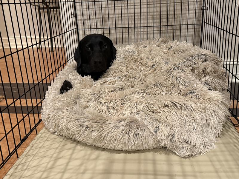 Snuggle button.  30" bed and 60# dog.  48" crate.