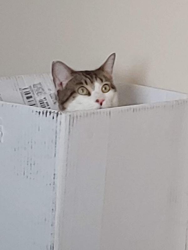 Peek a boo