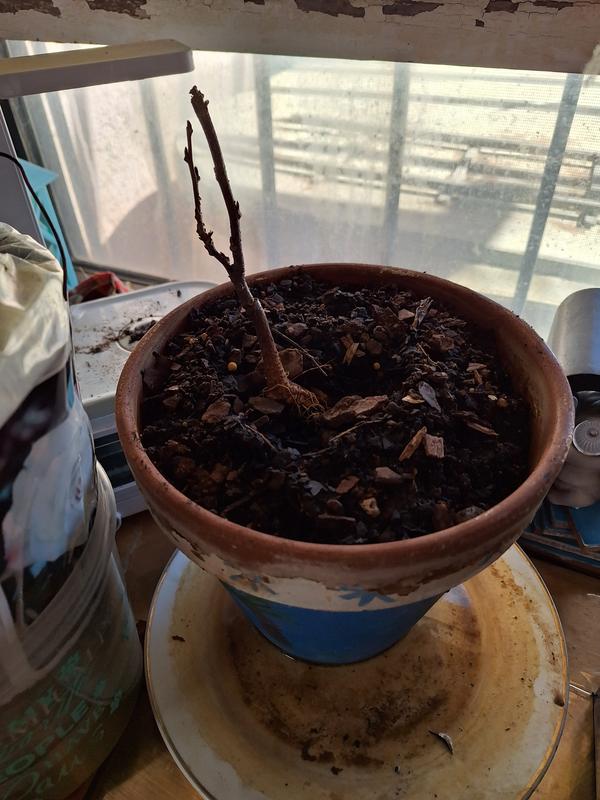 Tell me this is alive.