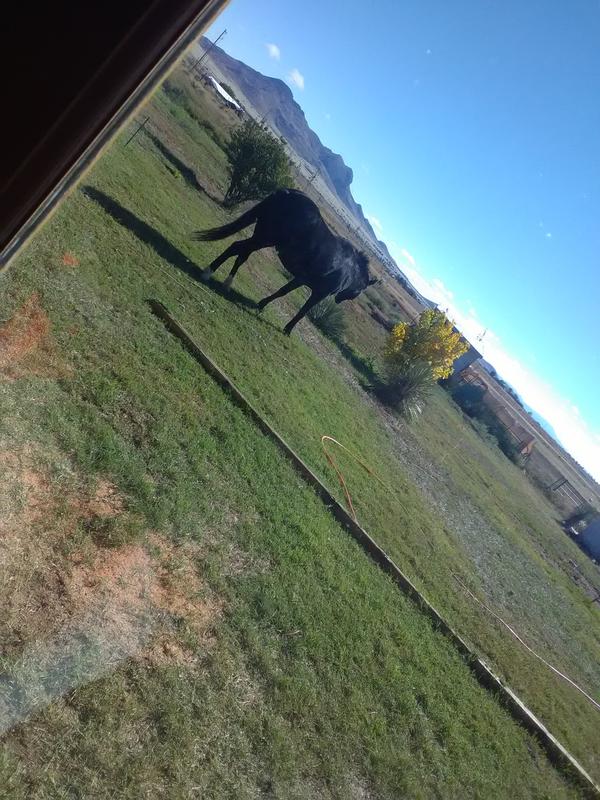 Midnight Beauty loves these treats.