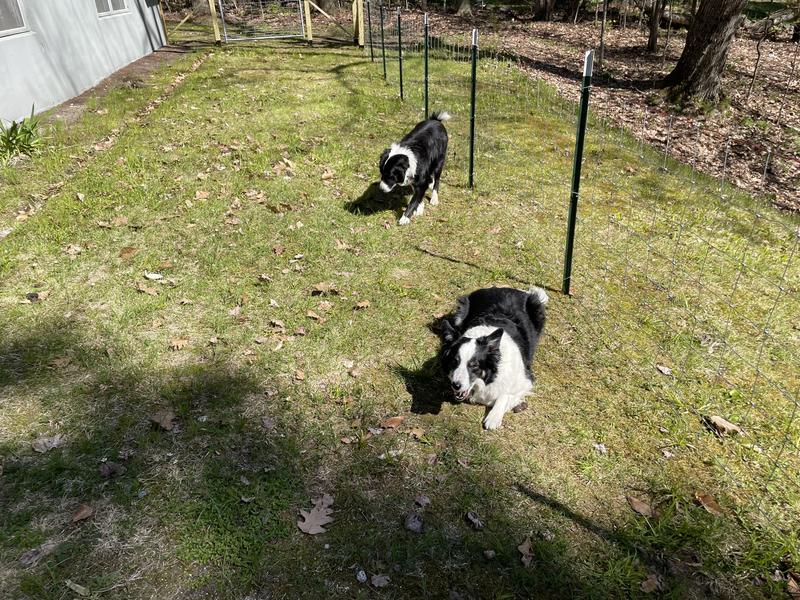 Dogs in their new space