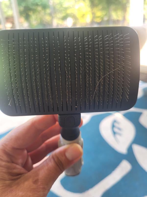 Sturdy brissels without hurting your dog