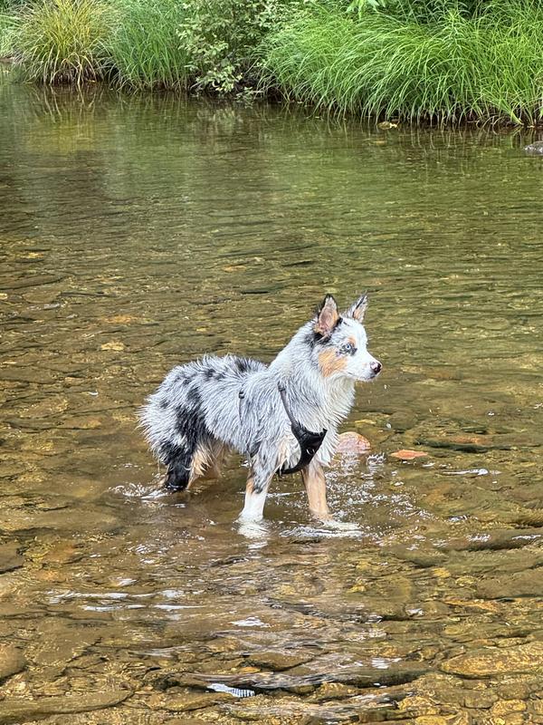 Gracie playing in the stream