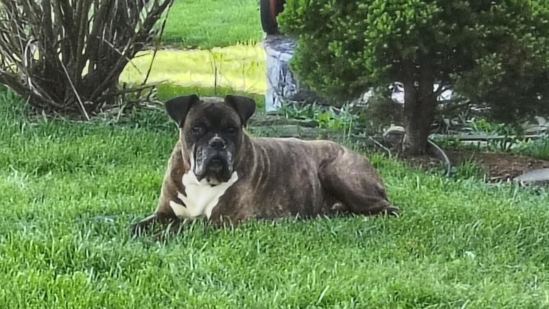 Yard work