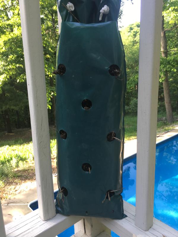 The plants almost a month after I’ve planted them.