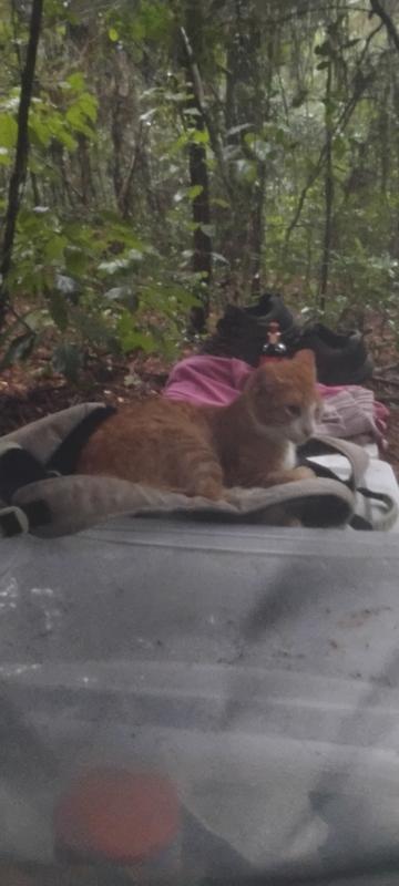 The adult cat looking away on something cushioned.
