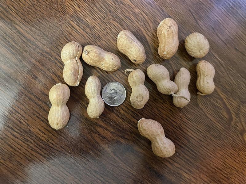 Small peanuts