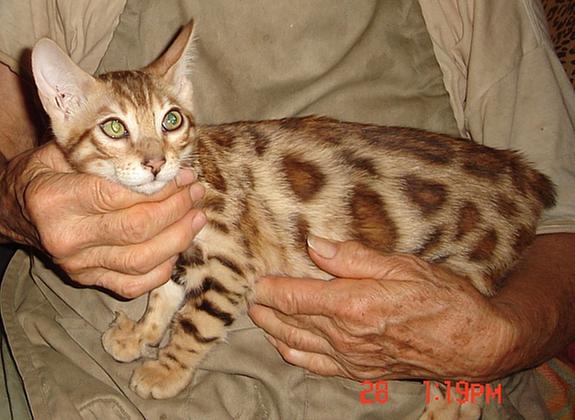 Bambi: Bengal Queen