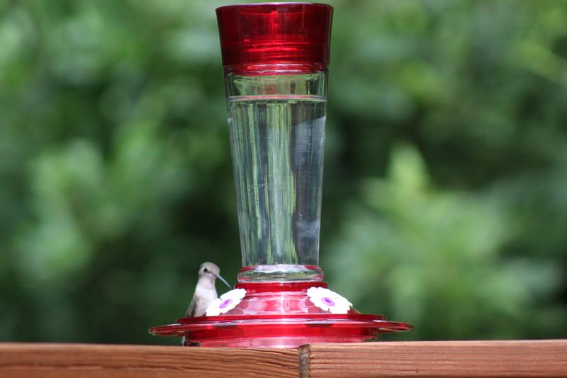 Female Hummer