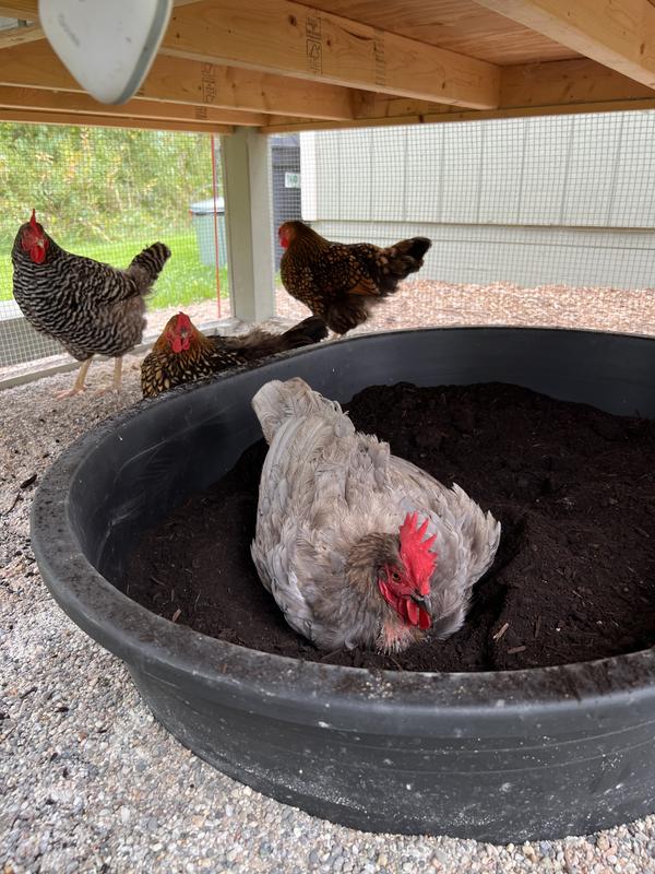 Cilantro enjoying her dirt bath