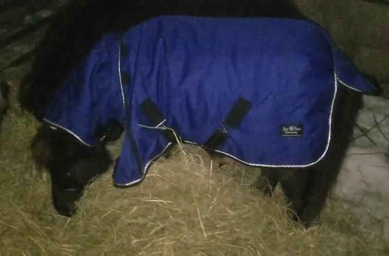 She is snuggly and warm! I love this! (ps she has a warm barn but chooses to be outside. Now I don't have to worry about her)