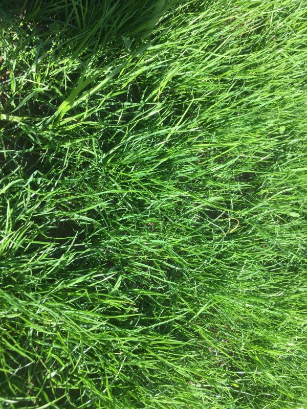 21 days after seeding