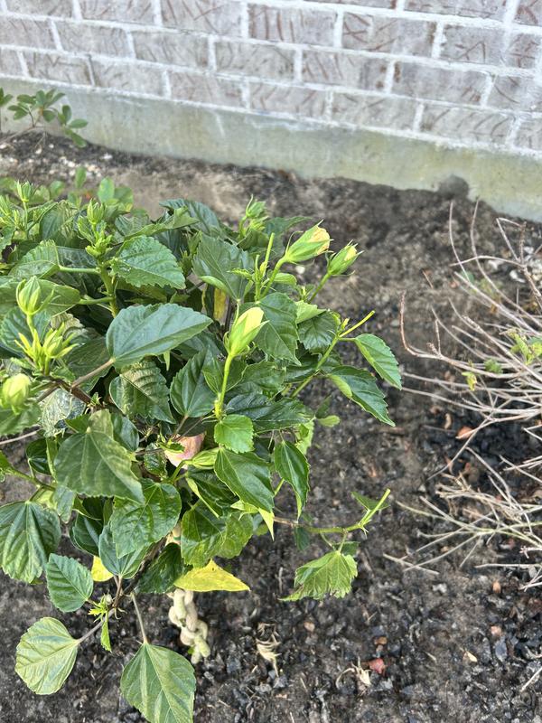The day I planted them. Lots of flower buds !
