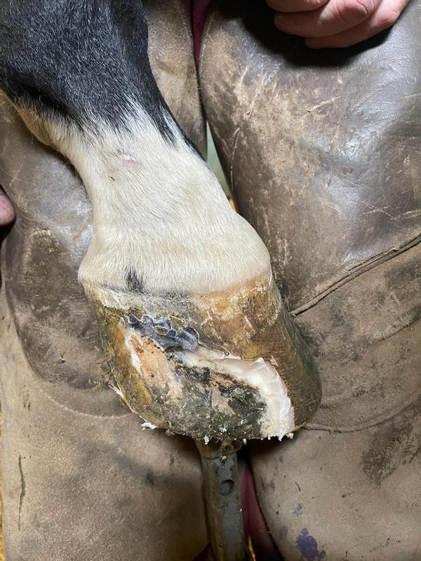 12-16-22, seedy toe discovered and hoof wall cut back, started Sho Hoof