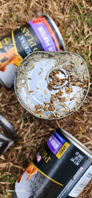 Maggots