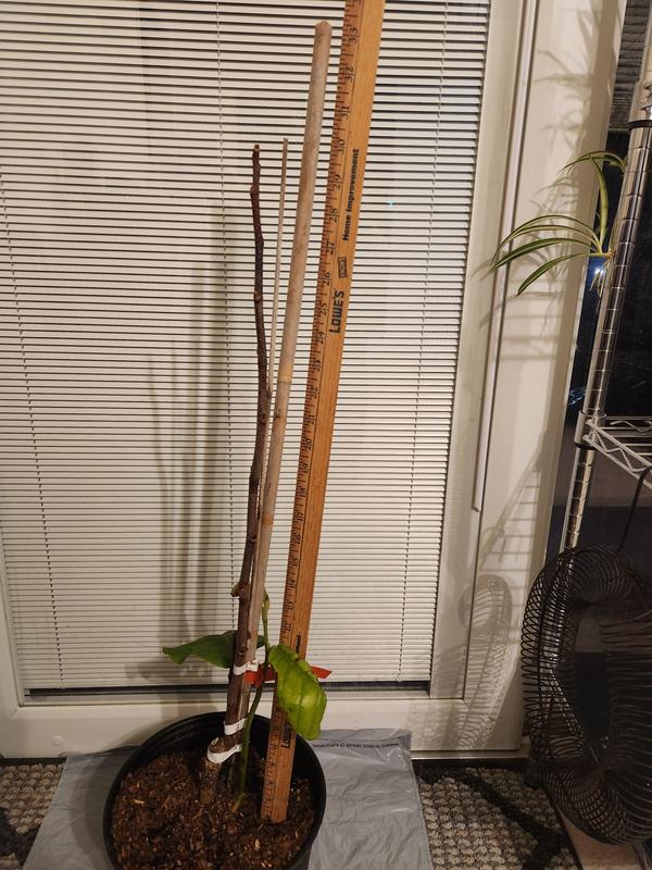 Yellow Butterfly magnolia