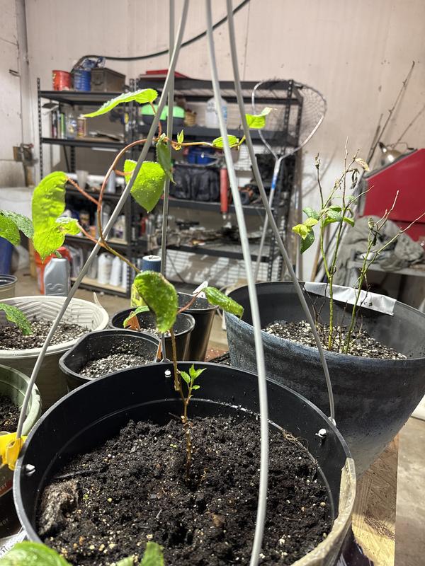 Growing like a weed!