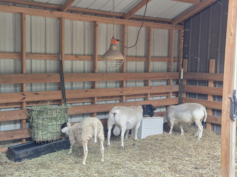 The rams eat the pellets first then go for the hay