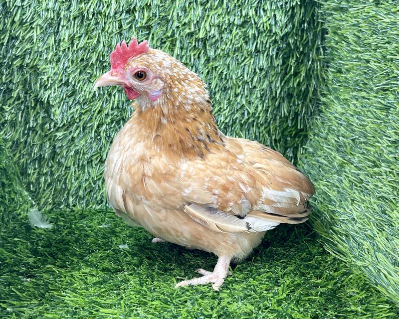 This product helped these hens recover the stress of shipping