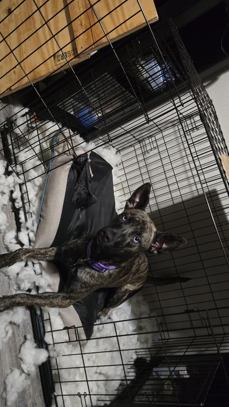 Wildebeest verse Dog bed