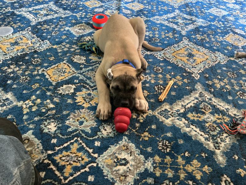 Baby puppy!