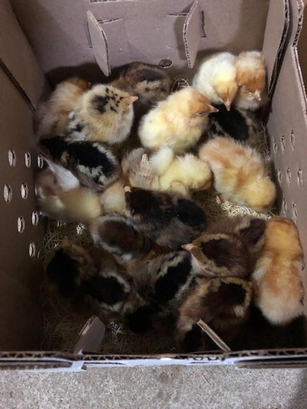 Starlight eggers are the yellows, The darks are Ameracaunas.