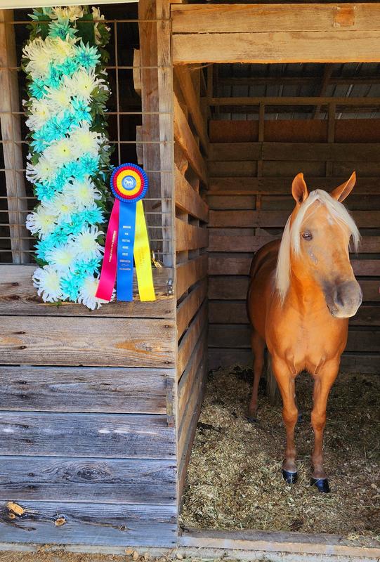 My Missouri Foxtrotter Hollywood's Sexy and I Know It. 4 time World Grand Champion mare