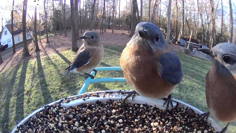 Bluebirds love this seed also!