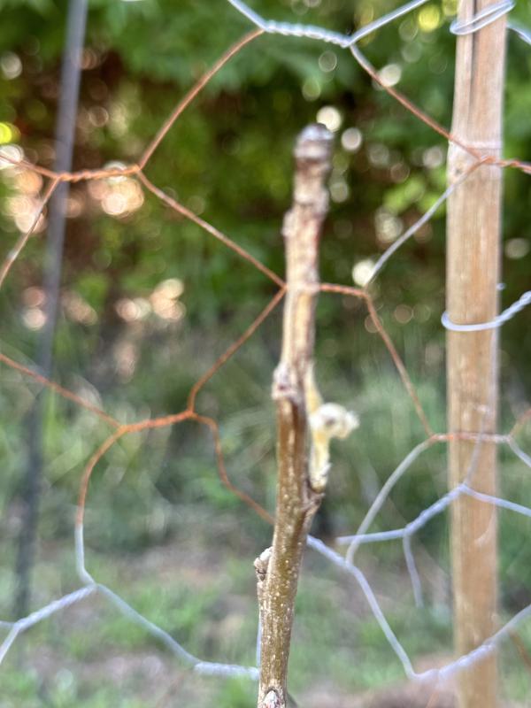 Degroot honeycrisp tree planted 03/25