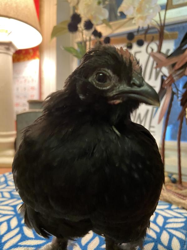 This is him 1 week after treatment..no infection in his eyes !