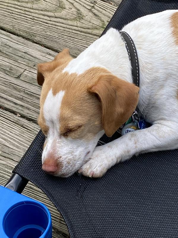 Shaw’s ears are doing great now thanks to Zymox!