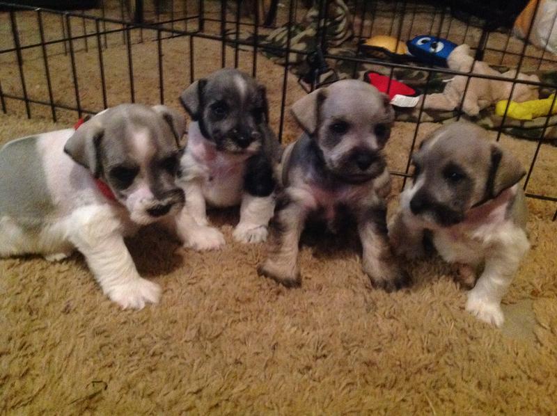 Schnauzer first haircut