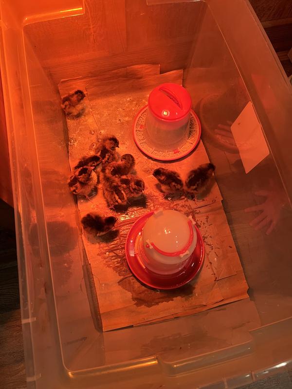 Sussex Hens