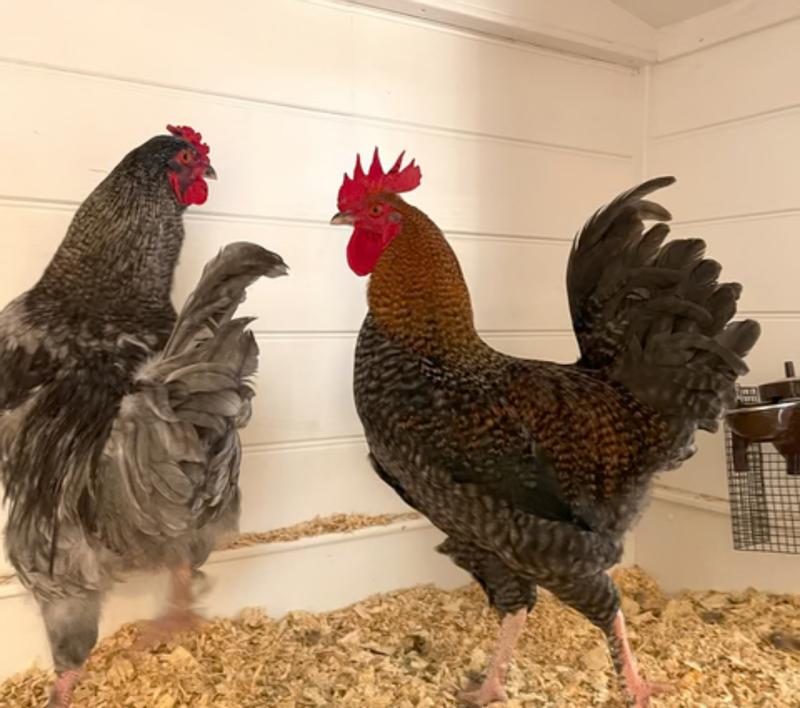 We love the pine shavings