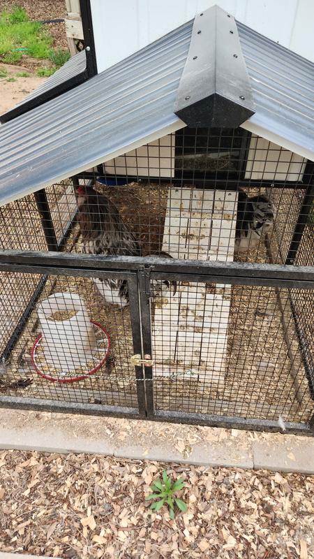 Just 3 American roos.  No place to "roam", and can't really see them.  Too bad they are pretty.