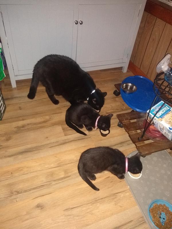 Fur Baby Approved 😻❤️🐈
Baby Bear Salem 3 year's old,
 loves his Kitty milk along with his little Brother and Sister 
 Little Rosey Rose, &
 Toothless Yoda ( runt of the litter) 
now 6 week's old 
All enjoying a serving of their Whiskas Cat Milk