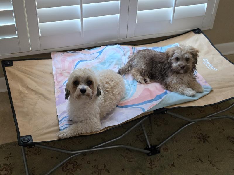 Grandbaby dogs enjoying cot.