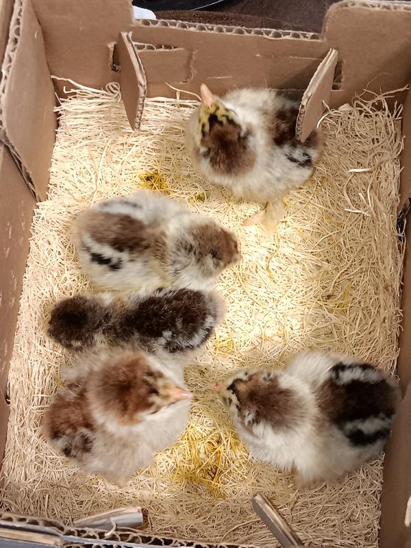 Beautiful Dark Brahma Pullets