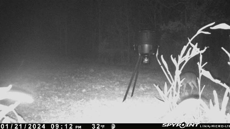 Couple hours after putting it in a previously empty feeder.