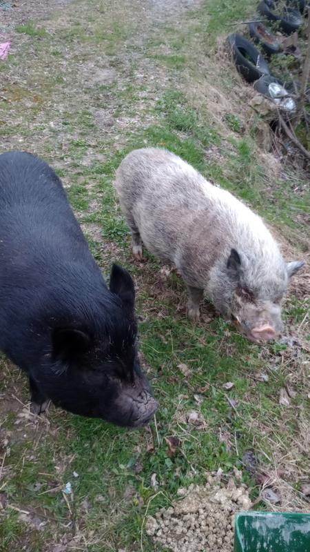 Bristol is the black one and Indy is the white one.