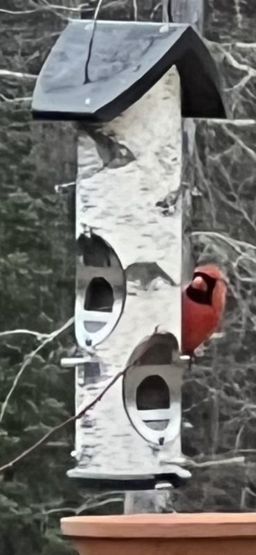 Morning visitor!!